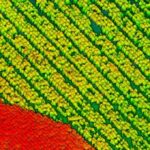 Integrando herramientas geoespaciales en el día a día de la producción forestal