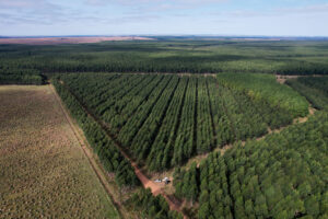 Herramientas Geoespaciales para la producción agrícola y forestal