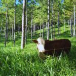 Mercado de carbono: diseño e implementación de proyectos en el sector agropecuario