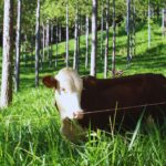 Mercado de carbono 2026: diseño e implementación de proyectos en el sector agropecuario