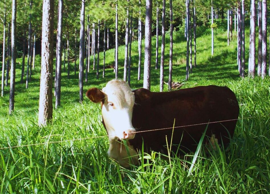 Mercado de carbono 2026: diseño e implementación de proyectos en el sector agropecuario