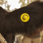 Caravana electrónica y trazabilidad ganadera