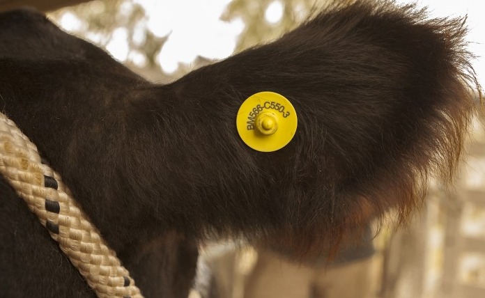 Caravana electrónica y trazabilidad ganadera